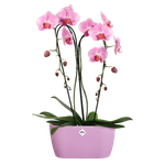 brussels orchidée duo 25cm violet vif